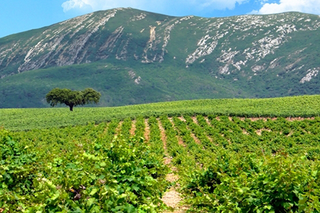Photo of Setúbal Vineyard with Giant Sand Dune in Background